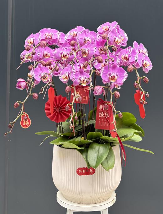 年宵花蝴蝶兰（藏宝图10株） 商品图1