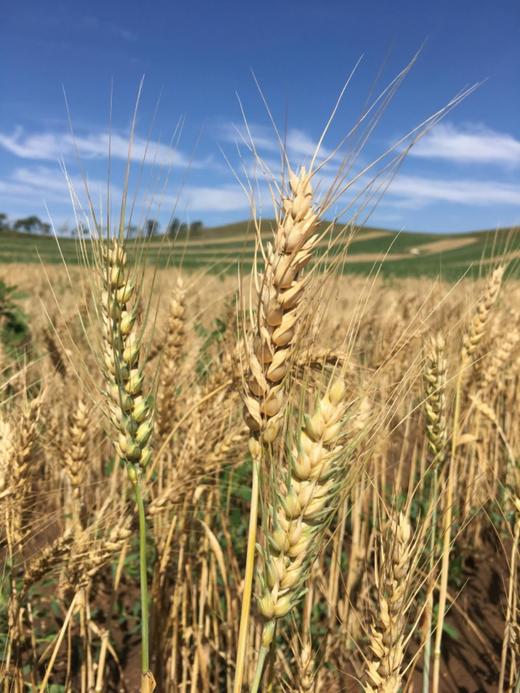 掖青麦面粉 （高筋） 10斤 商品图1