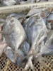 &“辅食王”白鲳鱼🐟简单清蒸，肉甜细嫩，老人小孩放心吃，【活冻】 商品缩略图1