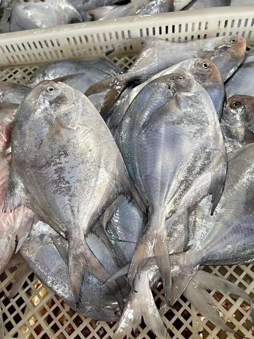 &“辅食王”白鲳鱼🐟简单清蒸，肉甜细嫩，老人小孩放心吃，【活冻】 商品图1