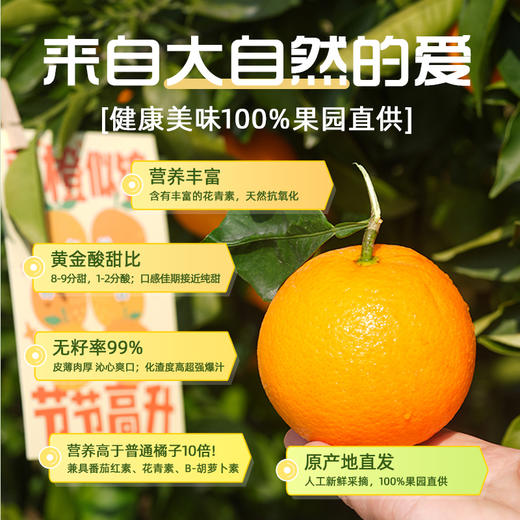 【京东快递】秭归中华红橙 橙子界的营养课代表 9甜1酸 99%无籽 皮薄肉厚 化渣度高超强爆汁 沁心爽口 ACS 商品图13