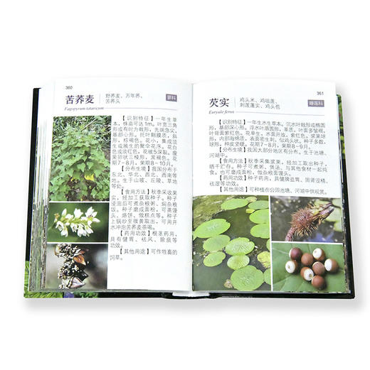中国野菜600种全图解 商品图4