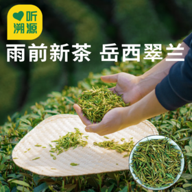 【岳西翠兰特级绿茶】源于岳西核心产区 雨前新茶 芽叶成朵 味道醇正！