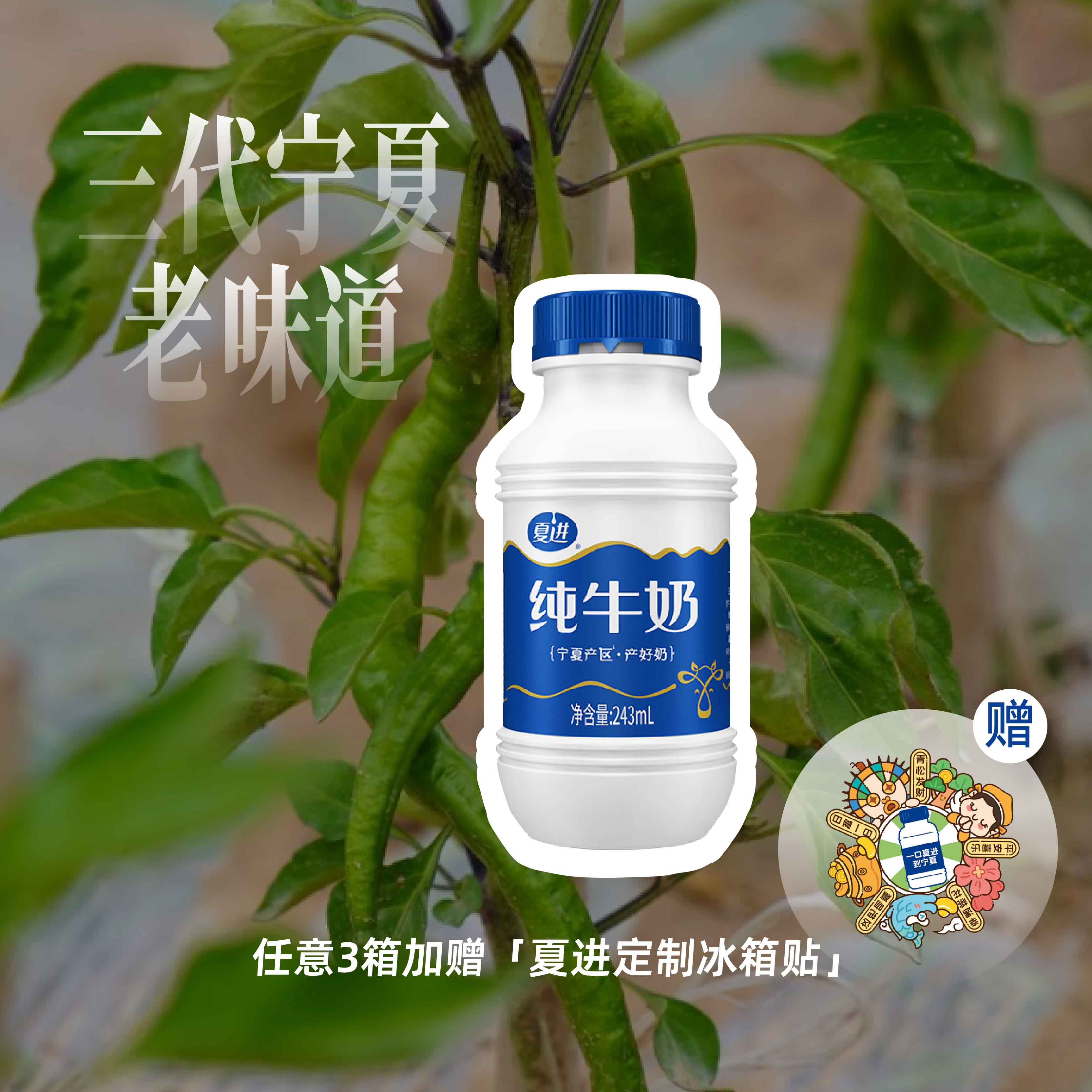 夏进纯牛奶243ml×15瓶