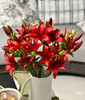 【精品百合】亚百合/红宝石 3头  5枝/扎 商品缩略图2