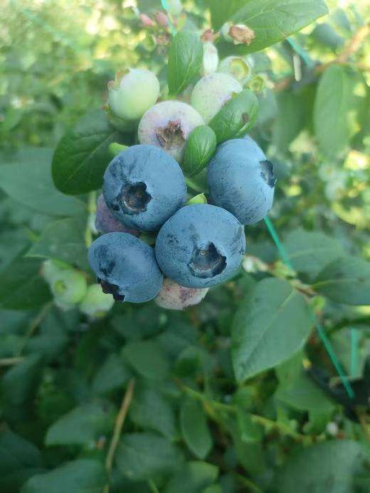 【“野生蓝莓”开园啦！现摘现发】庄河光明山镇合作多年的蓝莓园，老人家种了不到100棵蓝莓，不上肥不浇水，实属野生蓝莓。L25花香蓝莓口感清香脆甜，独立小盒包装，现摘现发，辽宁省内包邮（省外补运费）。 商品图3