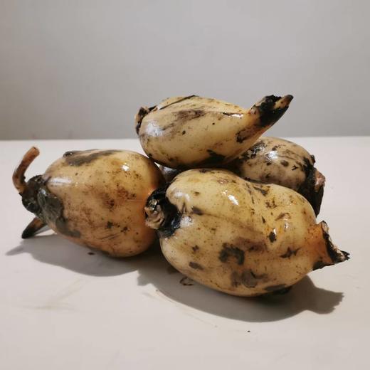 【包邮】湖北生态鲜莲藕   | 周一三五发货 | 基地直发 *Ecological Fresh Lotus Root 商品图3