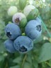【“野生蓝莓”开园啦！现摘现发】庄河光明山镇合作多年的蓝莓园，老人家种了不到100棵蓝莓，不上肥不浇水，实属野生蓝莓。L25花香蓝莓口感清香脆甜，独立小盒包装，现摘现发，辽宁省内包邮（省外补运费）。 商品缩略图6