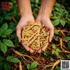 西洋参腿（250克/袋） 商品缩略图0