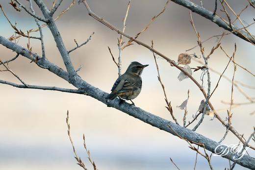 【密云观鸟亲子行】家门口的观鸟胜地，周末解锁冬日飞羽奇遇记 商品图8