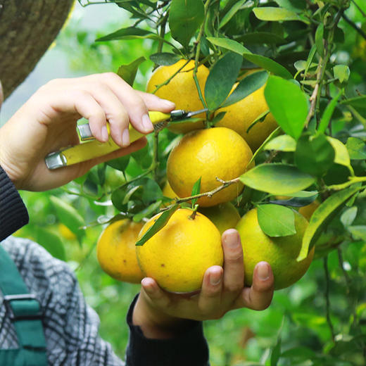 德庆贡柑20只装 商品图5