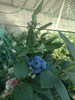【“野生蓝莓”开园啦！现摘现发】庄河光明山镇合作多年的蓝莓园，老人家种了不到100棵蓝莓，不上肥不浇水，实属野生蓝莓。L25花香蓝莓口感清香脆甜，独立小盒包装，现摘现发，辽宁省内包邮（省外补运费）。 商品缩略图8