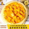 芒果千层 商品缩略图0
