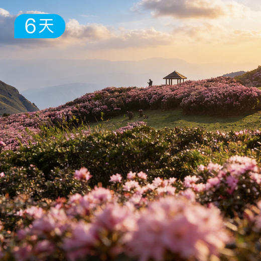 新线首发｜第一届贵州乌蒙山 杜鹃花季徒步节 轻徒50km 6天 商品图1