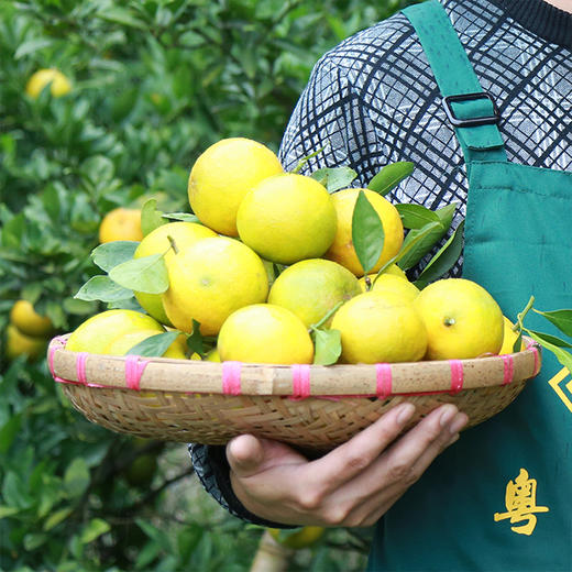 德庆贡柑20只装 商品图3