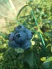 【“野生蓝莓”开园啦！现摘现发】庄河光明山镇合作多年的蓝莓园，老人家种了不到100棵蓝莓，不上肥不浇水，实属野生蓝莓。L25花香蓝莓口感清香脆甜，独立小盒包装，现摘现发，辽宁省内包邮（省外补运费）。 商品缩略图1