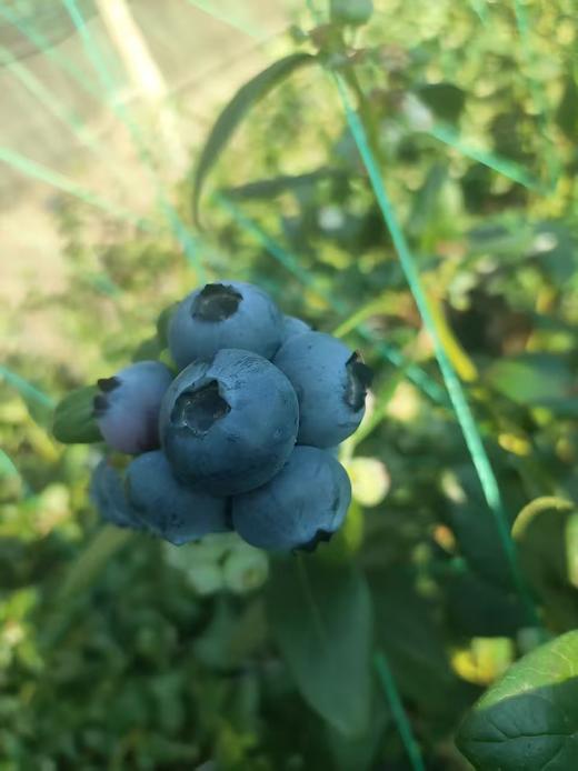 【“野生蓝莓”开园啦！现摘现发】庄河光明山镇合作多年的蓝莓园，老人家种了不到100棵蓝莓，不上肥不浇水，实属野生蓝莓。L25花香蓝莓口感清香脆甜，独立小盒包装，现摘现发，辽宁省内包邮（省外补运费）。 商品图1