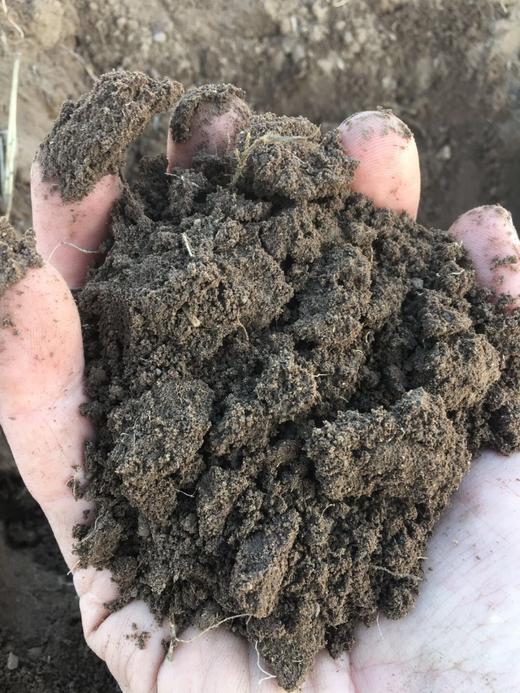 掖青麦面粉 （高筋） 10斤 商品图5