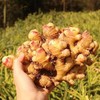 【黔南平塘】小黄姜嫩姜 农家自产 0.5kg/箱 商品缩略图0