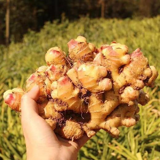 【黔南平塘】小黄姜嫩姜 农家自产 0.5kg/箱 商品图0