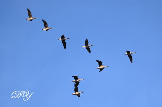【密云观鸟亲子行】家门口的观鸟胜地，周末解锁冬日飞羽奇遇记 商品图3
