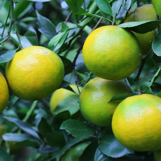 德庆贡柑20只装 商品图4