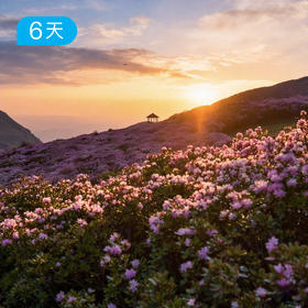 新线首发｜第一届贵州乌蒙山 杜鹃花季徒步节 轻徒50km 6天