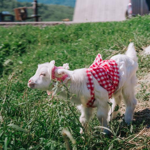 【暑假】从东疆绿洲飞去北疆游牧，跟着书本去游遍新疆 9天8晚 商品图5