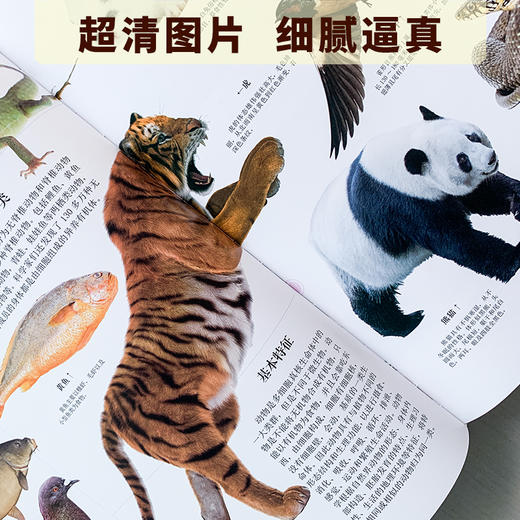 《博物大百科全书》正版少儿科学书籍探索自然万物的奥秘6-10-16岁 商品图4