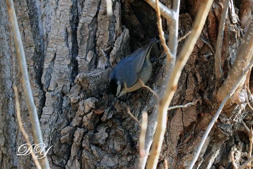 【密云观鸟亲子行】家门口的观鸟胜地，周末解锁冬日飞羽奇遇记 商品图6