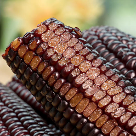 【山西黑珍珠糯玉米】买8送2根（200g/根） 商品图1