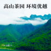 【岳西翠兰特级绿茶】源于岳西核心产区 雨前新茶 芽叶成朵 味道醇正！ 商品缩略图4
