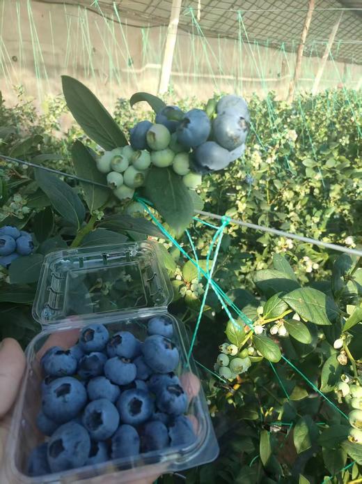 【“野生蓝莓”开园啦！现摘现发】庄河光明山镇合作多年的蓝莓园，老人家种了不到100棵蓝莓，不上肥不浇水，实属野生蓝莓。L25花香蓝莓口感清香脆甜，独立小盒包装，现摘现发，辽宁省内包邮（省外补运费）。 商品图4