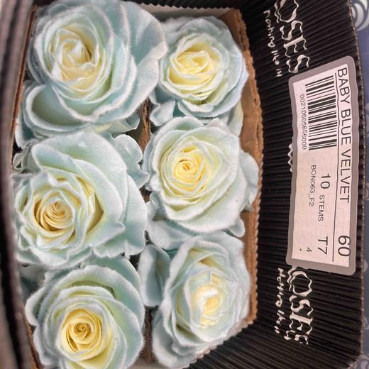 厄瓜多尔玫瑰Baby blue velvet 宝贝蓝天鹅绒 商品图1