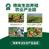 德禽/生态散养 母鸡（约900g）*两只 商品缩略图3