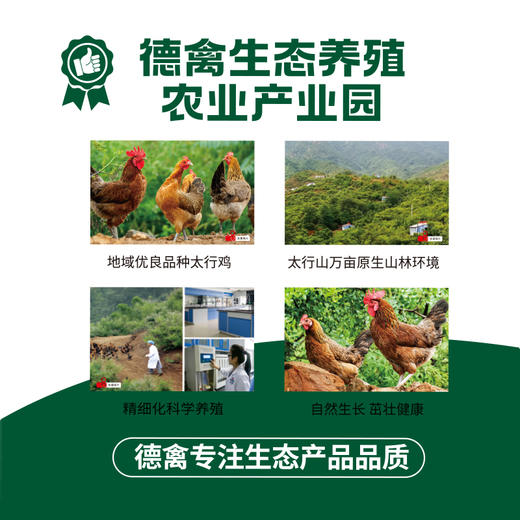 德禽/生态散养 母鸡（约900g）*两只 商品图3