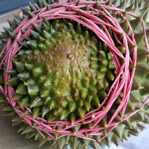 [最农公社]正品马来西亚猫山王榴莲鲜果树上熟 收到冷藏后立刻食用风味口感佳（顺丰京东陆运） 商品图8