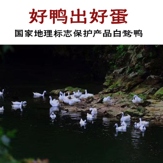 【正宗新鲜连城白鸭蛋】 溪水散养白鹜鸭蛋 现捡现发 商品图1