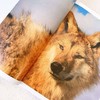 《千里寻你重返狼群+让我陪你重返狼群（2本套）》 商品缩略图3