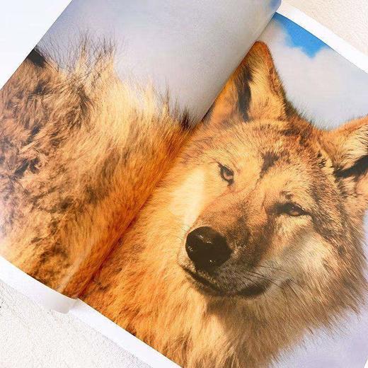 《千里寻你重返狼群+让我陪你重返狼群（2本套）》 商品图3