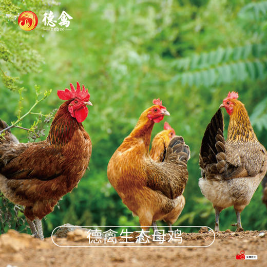 德禽/生态散养 母鸡（约900g）*两只 商品图4