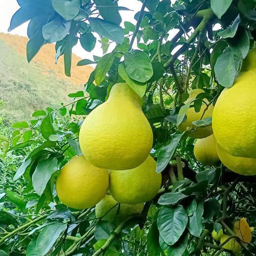 老树沙田柚2只/盒-礼盒款 商品图2