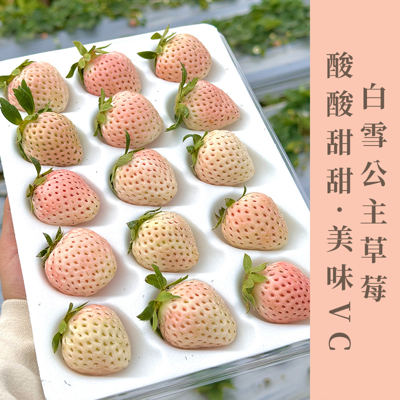 新鲜白雪公主草莓礼盒高端水果果香四溢空运直达产地直采当天采摘当天发货生日礼物伴手礼首选