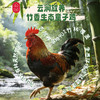 云巅村落-云涧放养竹香生态童子鸡（活鲜） 商品缩略图0