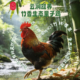 云巅村落-云涧放养竹香生态童子鸡（活鲜）