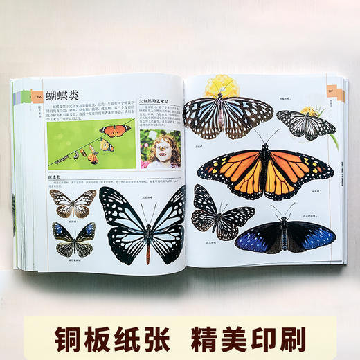 《博物大百科全书》正版少儿科学书籍探索自然万物的奥秘6-10-16岁 商品图5