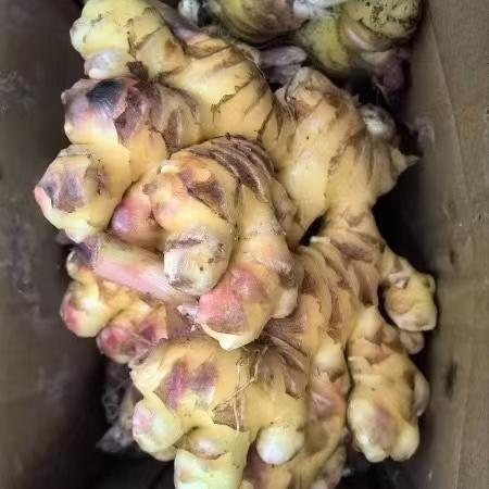 【黔南平塘】小黄姜嫩姜 农家自产 0.5kg/箱 商品图2