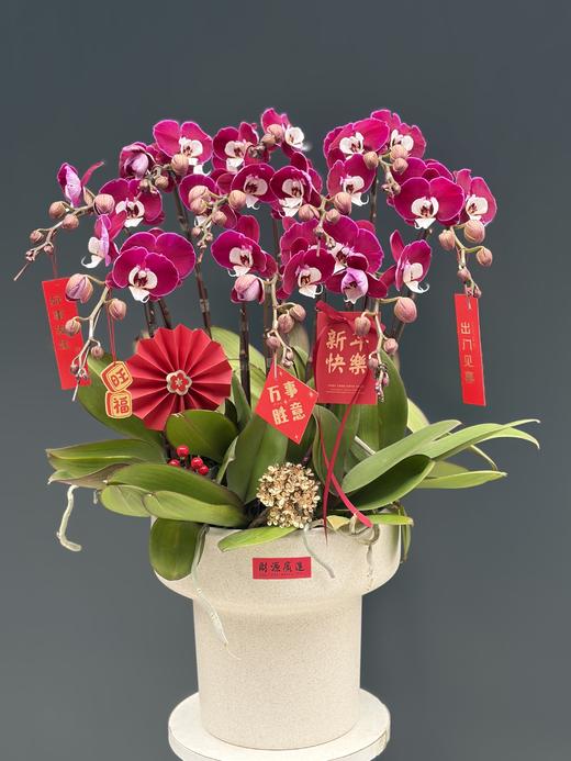 年宵花蝴蝶兰.米歇尔10株 商品图1