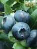 【“野生蓝莓”开园啦！现摘现发】庄河光明山镇合作多年的蓝莓园，老人家种了不到100棵蓝莓，不上肥不浇水，实属野生蓝莓。L25花香蓝莓口感清香脆甜，独立小盒包装，现摘现发，辽宁省内包邮（省外补运费）。 商品缩略图0