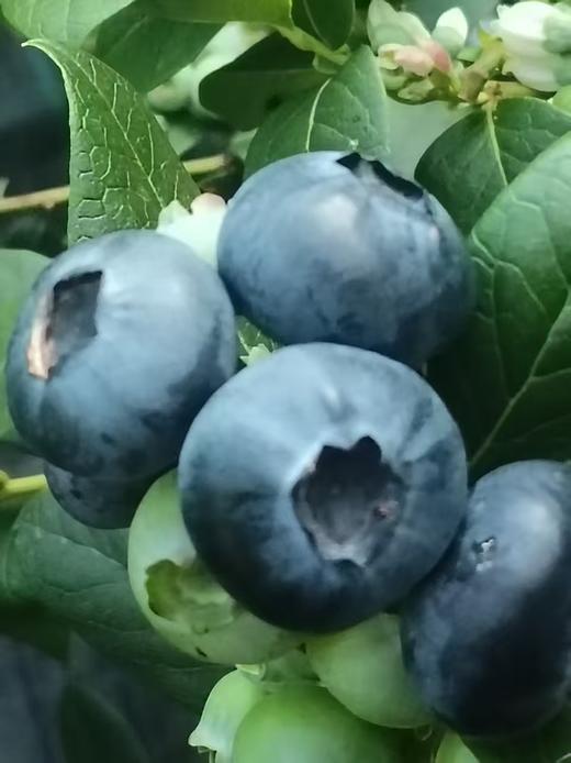 【“野生蓝莓”开园啦！现摘现发】庄河光明山镇合作多年的蓝莓园，老人家种了不到100棵蓝莓，不上肥不浇水，实属野生蓝莓。L25花香蓝莓口感清香脆甜，独立小盒包装，现摘现发，辽宁省内包邮（省外补运费）。 商品图0